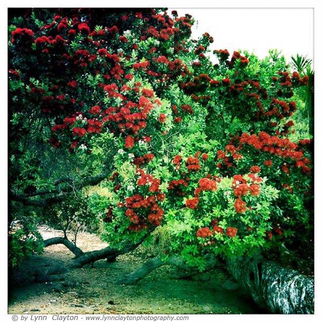 Pohutukawa Tree